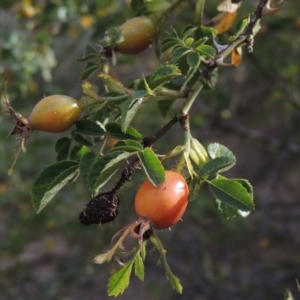 Rosa rubiginosa at Banks, ACT - 16 Feb 2019 06:51 PM