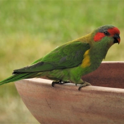 Glossopsitta concinna (Musk Lorikeet) at Wanniassa, ACT - 17 Mar 2019 by JohnBundock