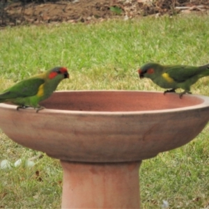 Glossopsitta concinna at Wanniassa, ACT - 17 Mar 2019