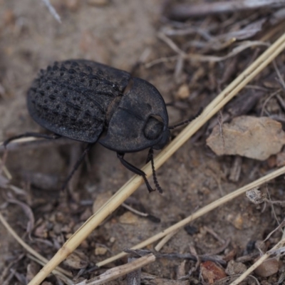 Helea ovata (Pie-dish beetle) at Gordon, ACT - 16 Mar 2019 by NadiaDannatt