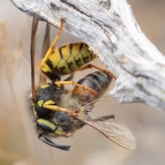 Vespula germanica (European wasp) at Uriarra, NSW - 15 Mar 2019 by rawshorty