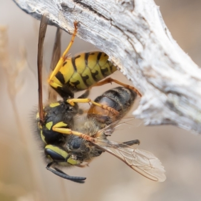 Vespula germanica (European Wasp, German Yellowjacket Wasp) at Uriarra, NSW - 15 Mar 2019 by rawshorty