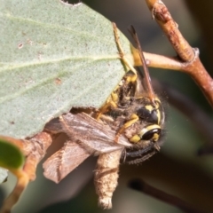 Vespula germanica (European Wasp, German Yellowjacket Wasp) at Mount Clear, ACT - 3 Mar 2019 by rawshorty