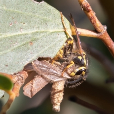 Vespula germanica (European wasp) at Mount Clear, ACT - 2 Mar 2019 by rawshorty