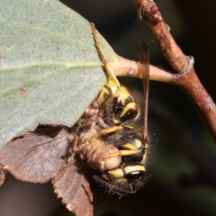 Vespula germanica at Mount Clear, ACT - 3 Mar 2019