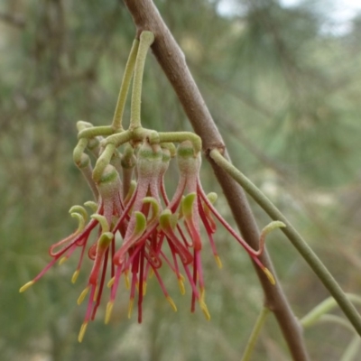 Amyema cambagei (Sheoak Mistletoe) at Coree, ACT - 16 Mar 2019 by RWPurdie