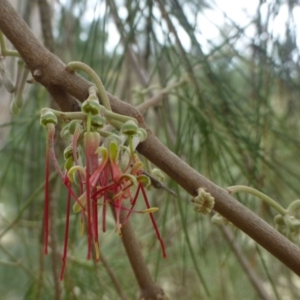 Amyema cambagei at Coree, ACT - 17 Mar 2019