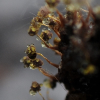 Physarum sp. (genus) (A slime mould) at Kianga, NSW - 16 Mar 2019 by Teresa