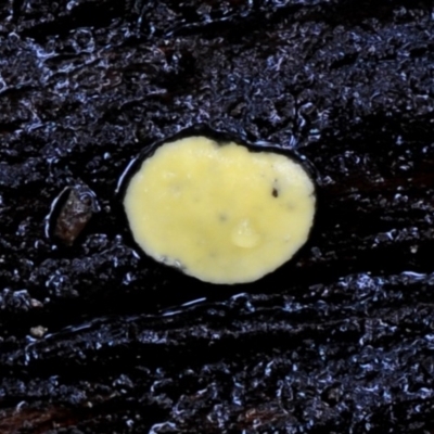 Bisporella sp. at Box Cutting Rainforest Walk - 16 Mar 2019 by Teresa