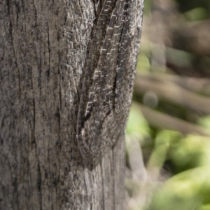 Glenoleon meteoricus at Michelago, NSW - 24 Feb 2019