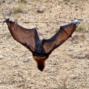 Pteropus poliocephalus at Tharwa, ACT - 17 Mar 2019