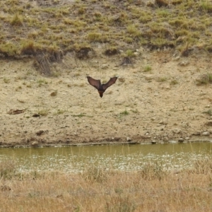 Pteropus poliocephalus at Tharwa, ACT - 17 Mar 2019