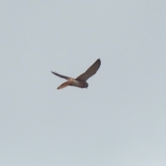 Falco cenchroides (Nankeen Kestrel) at Tharwa, ACT - 16 Mar 2019 by RodDeb