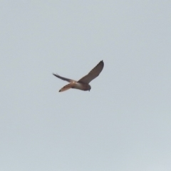Falco cenchroides (Nankeen Kestrel) at Tharwa, ACT - 17 Mar 2019 by RodDeb