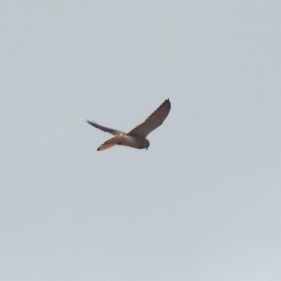 Falco cenchroides (Nankeen Kestrel) at Tharwa, ACT - 16 Mar 2019 by RodDeb
