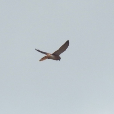 Falco cenchroides (Nankeen Kestrel) at Tharwa, ACT - 17 Mar 2019 by RodDeb