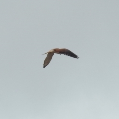 Falco cenchroides at Tharwa, ACT - 17 Mar 2019 10:51 AM