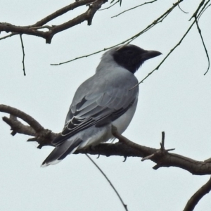 Coracina novaehollandiae at Paddys River, ACT - 17 Mar 2019 11:25 AM