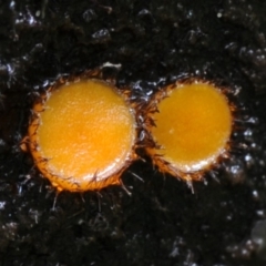 Scutellinia sp. (Scutellinia) at Kianga, NSW - 16 Mar 2019 by Teresa