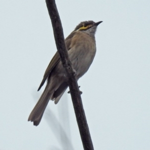 Caligavis chrysops at Paddys River, ACT - 17 Mar 2019 11:46 AM