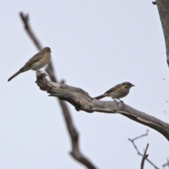 Caligavis chrysops at Paddys River, ACT - 17 Mar 2019 11:46 AM