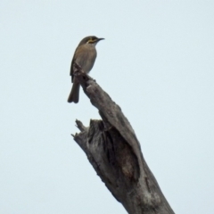 Caligavis chrysops at Paddys River, ACT - 17 Mar 2019 11:46 AM