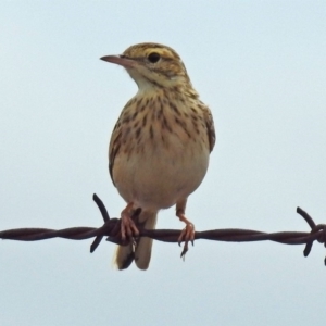 Anthus australis at Paddys River, ACT - 17 Mar 2019