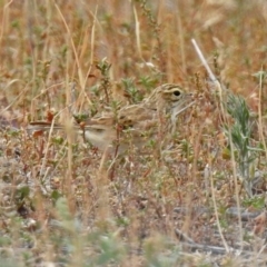 Anthus australis at Paddys River, ACT - 17 Mar 2019 11:22 AM