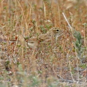 Anthus australis at Paddys River, ACT - 17 Mar 2019 11:22 AM