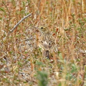 Anthus australis at Paddys River, ACT - 17 Mar 2019