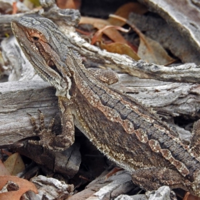 Pogona barbata (Eastern Bearded Dragon) at Tennent, ACT - 17 Mar 2019 by RodDeb