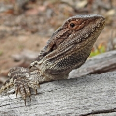 Pogona barbata at Tennent, ACT - 17 Mar 2019