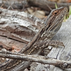 Pogona barbata at Tennent, ACT - 17 Mar 2019