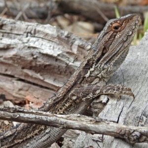 Pogona barbata at Tennent, ACT - 17 Mar 2019