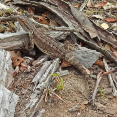 Pogona barbata at Tennent, ACT - 17 Mar 2019