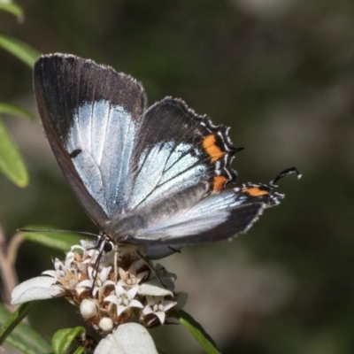 Jalmenus evagoras (Imperial Hairstreak) at Acton, ACT - 15 Mar 2019 by AlisonMilton