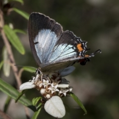 Jalmenus evagoras at Acton, ACT - 15 Mar 2019