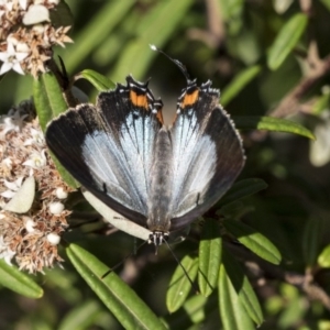 Jalmenus evagoras at Acton, ACT - 15 Mar 2019