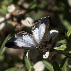 Jalmenus evagoras at Acton, ACT - 15 Mar 2019 02:37 PM