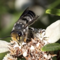 Megachile (Eutricharaea) maculariformis (Gold-tipped leafcutter bee) at Acton, ACT - 15 Mar 2019 by AlisonMilton