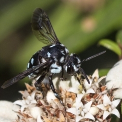 Thyreus caeruleopunctatus (Chequered cuckoo bee) at Acton, ACT - 15 Mar 2019 by AlisonMilton