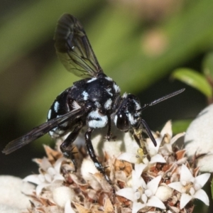 Thyreus caeruleopunctatus at Acton, ACT - 15 Mar 2019