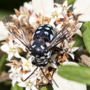 Thyreus caeruleopunctatus at Acton, ACT - 15 Mar 2019