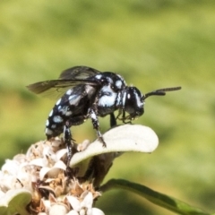 Thyreus caeruleopunctatus at Acton, ACT - 15 Mar 2019