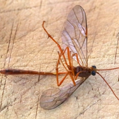 Enicospilus sp. (genus) (An ichneumon wasp) at Rosedale, NSW - 15 Mar 2019 by jbromilow50