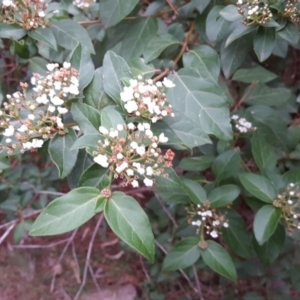 Viburnum tinus at Isaacs Ridge - 17 Mar 2019