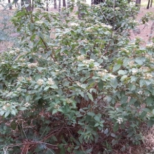 Viburnum tinus at Isaacs Ridge - 17 Mar 2019 05:56 PM