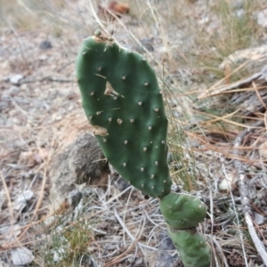 Opuntia stricta at Isaacs, ACT - 17 Mar 2019