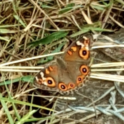 Junonia villida (Meadow Argus) at O'Malley, ACT - 16 Mar 2019 by Mike