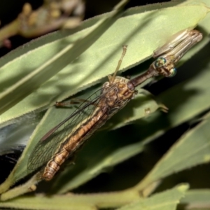 Mantispidae (family) at Higgins, ACT - 14 Mar 2019 08:58 AM